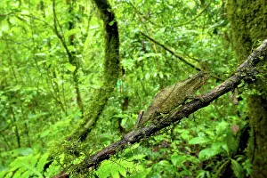 Rhampholeon: Pitless Pygmy Chameleon - adult male on a branch