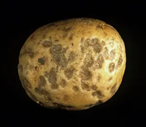 Tuberosum: Pitrot bacterial invasion