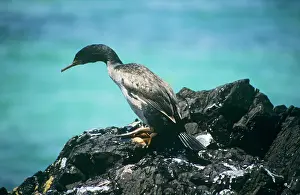 Pitt: PITT ISLAND SHAG - ON ROCK