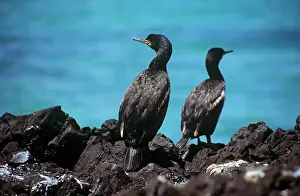 Pitt: Pitt Island Shag - on rock