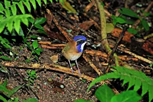 Rollers: Pitta-like Ground Roller