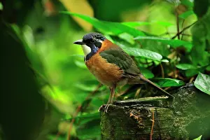 Rollers: Pitta-like Ground Roller