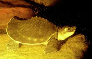 Insculpta: Pitted-shelled (Pig-nosed) turtle (Carettochelys