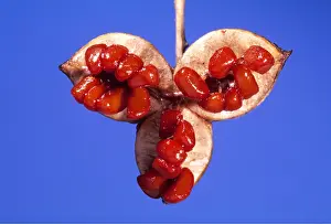 Cycles: PITTOSPORUM - Fruit and Seeds, close-up