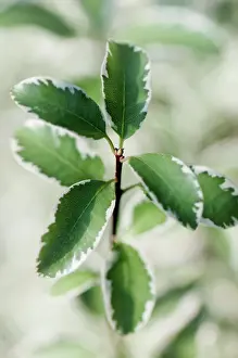 Toned: Pittosporum, Pittosporum tenuifolium Marjory Channon, gree