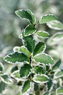 Toned: Pittosporum, Pittosporum tenuifolium Marjory Channon, gree