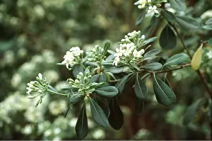 Scented: Pittosporum - a scented shrub