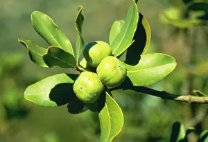 Pittosporum: PITTOSPORUM tobira - fruit