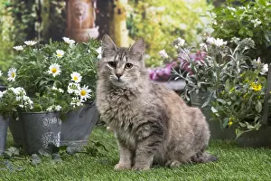 Pixie: Pixie Bob cat outside in the garden