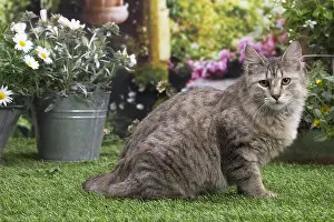 Pixie: Pixie Bob cat outside in the garden