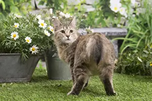 Backwards: Pixie Bob cat outside in the garden