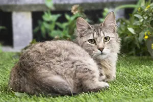 Pixie: Pixie Bob cat outside in the garden