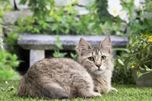 Pixie: Pixie Bob cat outside in the garden