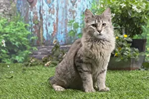 Pixie: Pixie Bob cat outside in the garden