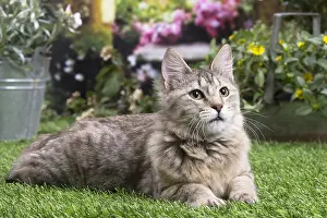 Pixie: Pixie Bob cat outside in the garden