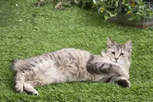 Pixie: Pixie Bob cat outside in the garden