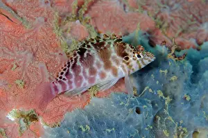 Sponge: Pixy Hawkfish on demosponge