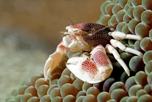 Pizza: Pizza Anemone
