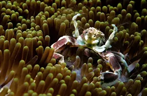 Pizza: Pizza Anemone
