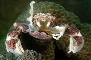 Pizza: Pizza Anemone
