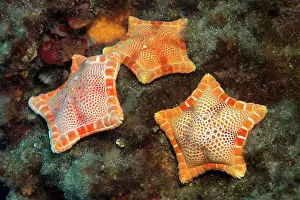 Echinoderms: Three placenta cushion starfish (Sphaerodiscus placenta)