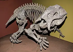 Triassic: Placerias Fossil