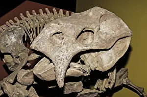 Triassic: Placerias Fossil