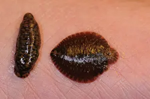 Annelid: Leech