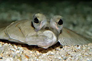 Platessa: Plaice
