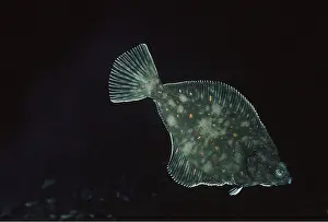 Plaice: PLAICE