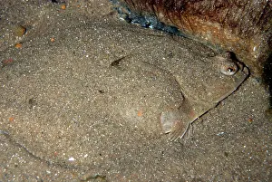 Platessa: Plaice - covering itself with sand as camouflage