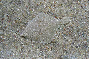 Flatfish: Plaice, European plaice (Pleuronectes platessa)