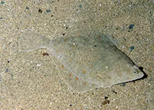 Platessa: Plaice - lives on sea bed, lying on its right side