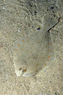 Platessa: Plaice - lives on sea bed, lying on its right side
