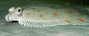 Platessa: Plaice - lives on seabed, lying on its left side