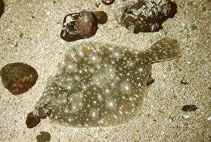 Plaice: PLAICE - on seabed