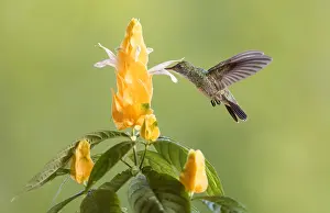 Lollipop: Plain-bellied Emerald (Amazilia leucogaster) ho