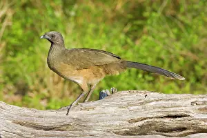 Ortalis: Plain Chachalaca