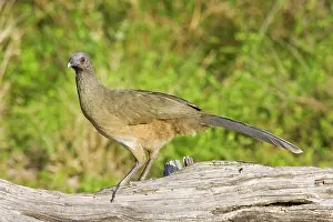 Ortalis: Plain Chachalaca