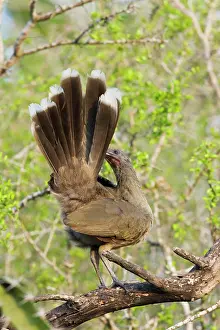 Ortalis: Plain Chachalaca