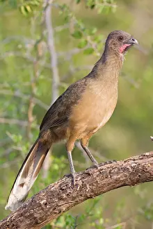 Ortalis: Plain Chachalaca