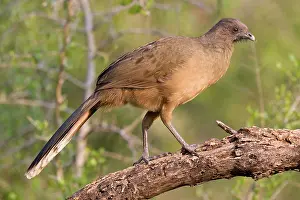Ortalis: Plain Chachalaca