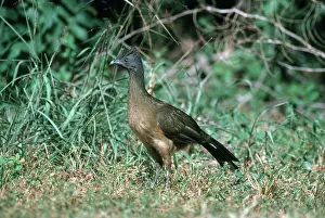 Cracidae: Plain Chachalaca