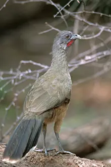Cracidae: Plain Chachalaca