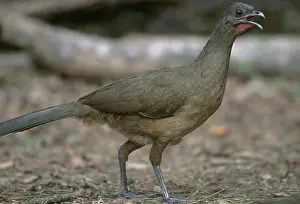 Squawking: Plain Chachalaca