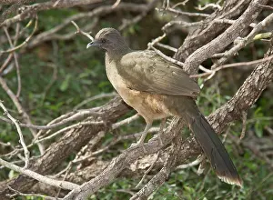 Cracidae: Plain Chachalaca - perched on branch