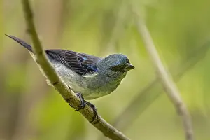 Claro: Plain-colored Tanager (Tangara inornata) Rio Claro