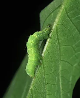 Noctuidae: Plain golden Y caterpillar