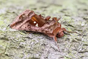 Autographa: Plain Golden Y Moth