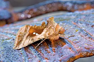 Autographa: Plain Golden Y Moth - UK